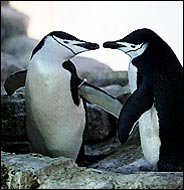 gay-penguins.jpg