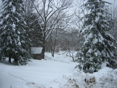 snowy swanville woods